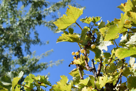 Grapes in the vineyard with blue sky in the backgroundの写真素材