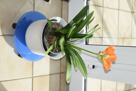 Flowers in a pot on the balcony of a modern apartment.の写真素材