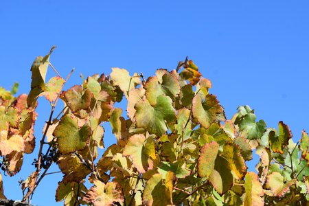 Vineyard in autumn colors against the blue sky, closeup of photoの写真素材