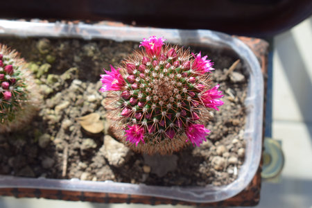 Cactus with pink flowers in a pot, closeup of photoの写真素材