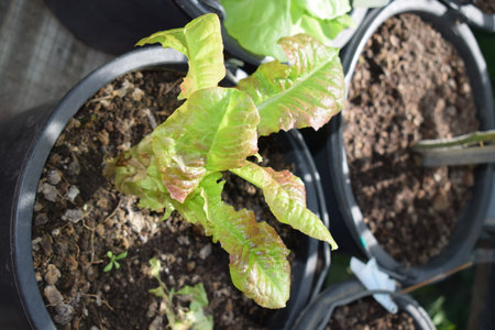 close up of fresh lettuce seedling growing in plastic pot on wooden tableの写真素材