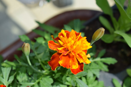 Orange marigold flower with green leaves in the garden, stock photoの写真素材