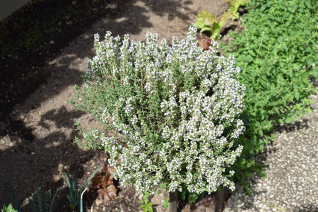 Thyme (Thymus vulgaris) grows in the garden.の写真素材