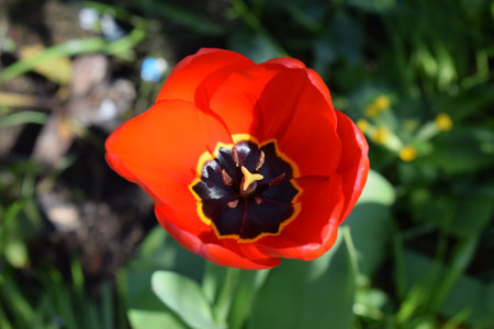 Red tulip in the garden. Spring flowers. Red tulipの写真素材