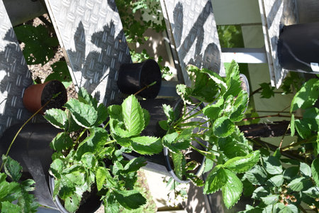 Strawberry plant growing in the garden, closeup of photoの写真素材