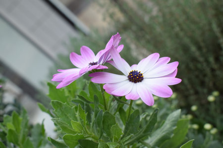 Osteospermum is a genus of flowering plants in the daisy family.の写真素材