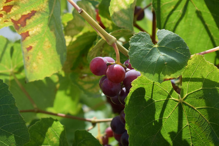 Grapes in the vineyard on the background of green leavesの写真素材