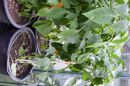 Pepper seedlings growing in a pot on a windowsill.の写真素材