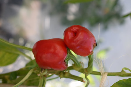 Red hot chili peppers on a branch in the vegetable garden, Thailand.の写真素材