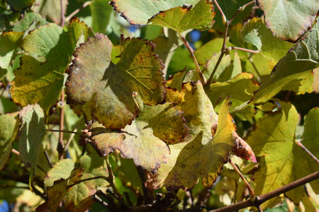Vineyards in autumn, close-up of leaves on the branchesの写真素材