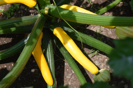 yellow zucchini growing in the garden, closeup of photoの写真素材