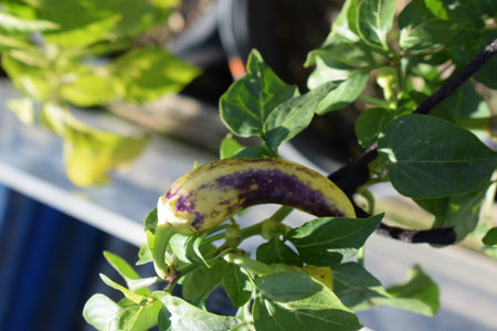 Chili pepper plant in the garden with green leavesの写真素材