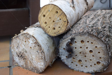 Pile of birch logs with holes in the ground, close-upの写真素材