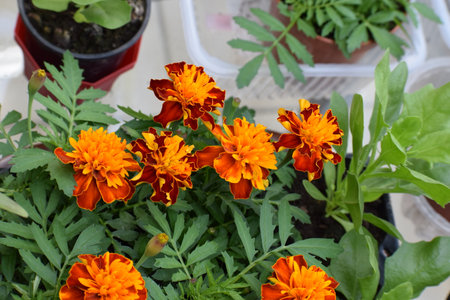 Orange marigold flowers on the windowsill, top view.の写真素材