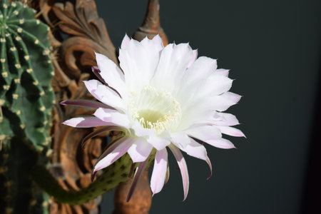 Flower of a cactus with white petals and green leavesの写真素材