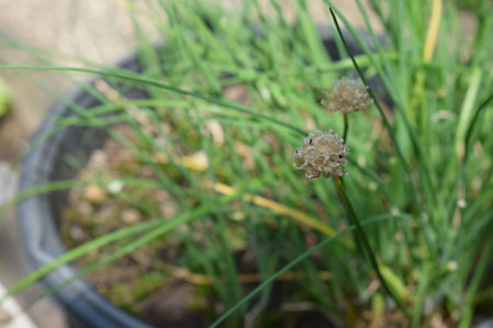 Close up of chive flower in the garden with selective focus.の写真素材
