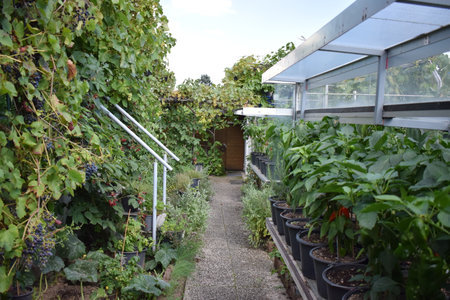 Grape seedlings growing in a greenhouse on a sunny summer dayの写真素材