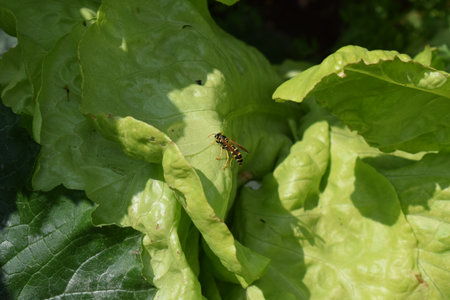 Insect on lettuce leaf in the garden, close-up of insectの写真素材