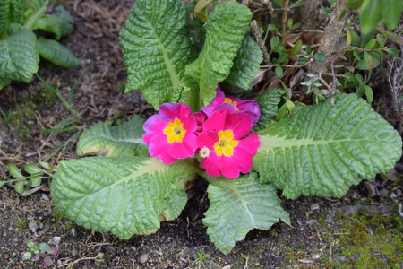 pink primrose flower with green leaves on the ground in the gardenの写真素材