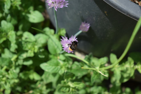 Bumblebee collecting nectar on a purple flower in a potの写真素材