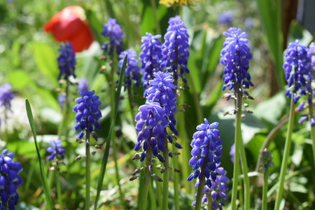 Grape hyacinth (Hyacinthus orientalis)の写真素材
