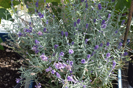 Lavender flowers in the garden, closeup of photo.の写真素材