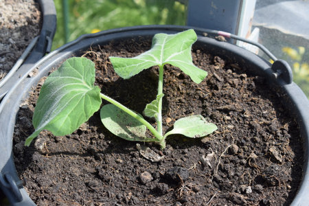 Small green seedlings growing in a flowerpot.の写真素材