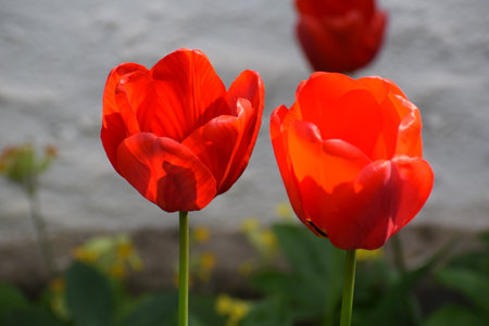 Tulip. Beautiful bouquet of tulips. colorful tulips. tulips in spring,colourful tulipの写真素材