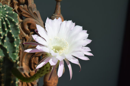 Cactus flower with white petals and green leaves on dark backgroundの写真素材