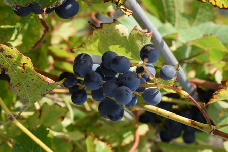 Bunch of black grapes in the vineyard, close-upの写真素材