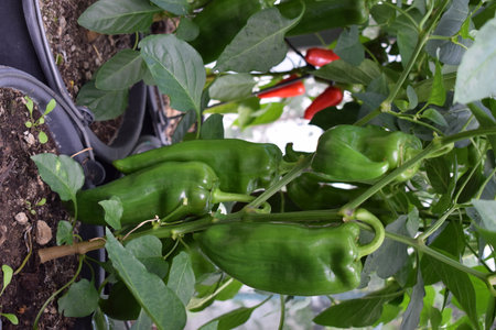 Green peppers in a pot on a background of green leaves and red pepperの写真素材