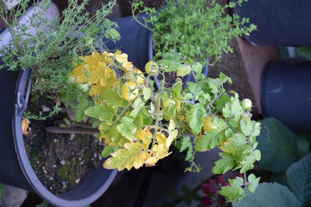 tomato plant in a pot with green leaves and red berries in the gardenの写真素材