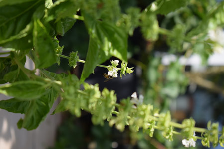 Basil plant with flowers and bees in the gardenの写真素材