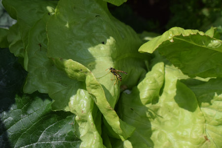 Wasp on a green leaf of a lettuce in the garden.