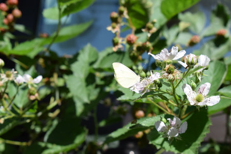 Butterfly on a blackberry blossom in the garden.の写真素材