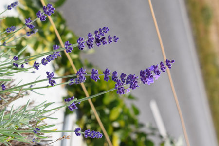 Lavender flowers in the garden. Selective focus. nature.の写真素材