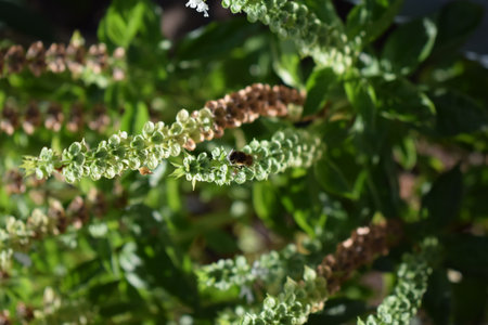 A bee collects nectar on the flowers of a basil plant.の写真素材