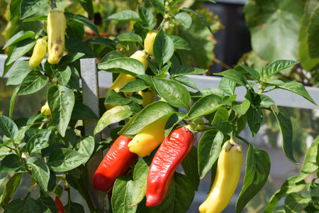 Red and yellow peppers growing on a plant in a vegetable garden.の写真素材