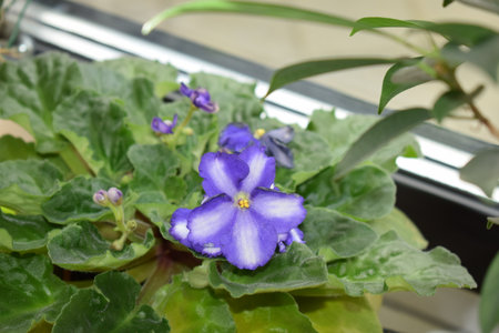 Flowering Saintpaulia, commonly known as African violetの写真素材