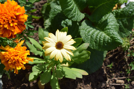 Yellow and orange flowers of Calendula officinalis in the gardenの写真素材