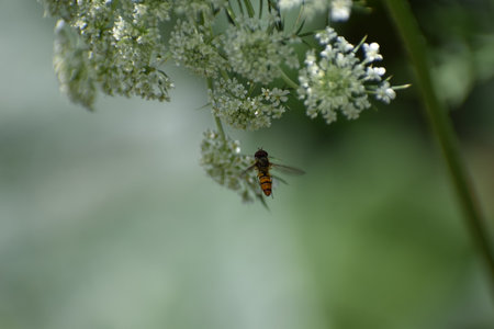 Hoverfly on a white flower in the garden. Shallow depth of fieldの写真素材