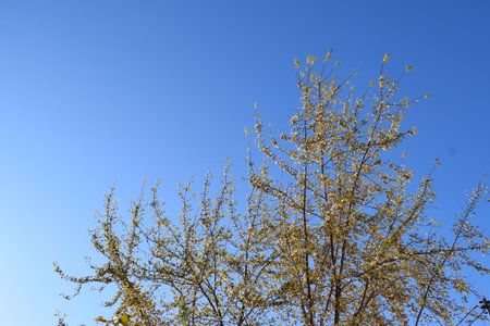Willow branches with leaves against the blue sky, closeup of photoの写真素材