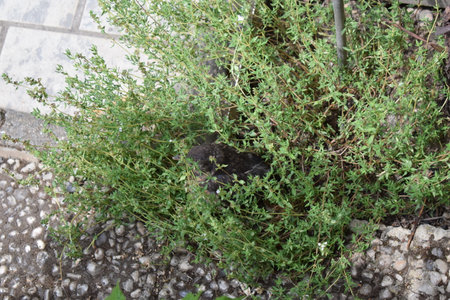 Green thyme plant growing in the garden on the stone ground. A young blackbird hiding in the bushの写真素材