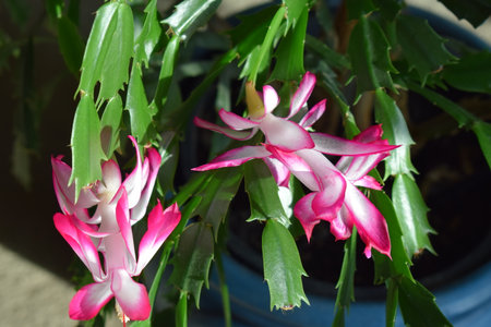 Christmas Cactus - Schlumbergera is a species of flowering plant in the genus Schlumbergera.の写真素材