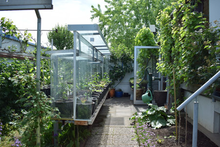 Gardening and cultivation of vegetables in a modern greenhouse in the Netherlandsの写真素材