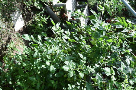 green tomato plants growing in the garden on a sunny summer day.の写真素材