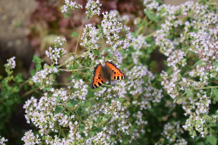 butterfly on oregano flowers, close up of photoの写真素材