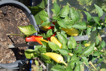 Red and yellow peppers growing in a pot on a sunny day.の写真素材