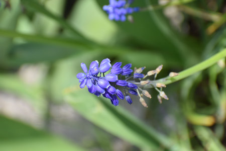Close up of a blue flower in a garden in springtime.の写真素材