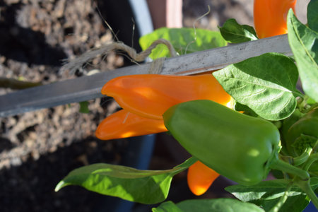 Orange and green peppers growing in the garden. Selective focus.の写真素材